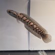 画像1: コウタイ レッドギャラクシー(15cm±) ブリード (1)