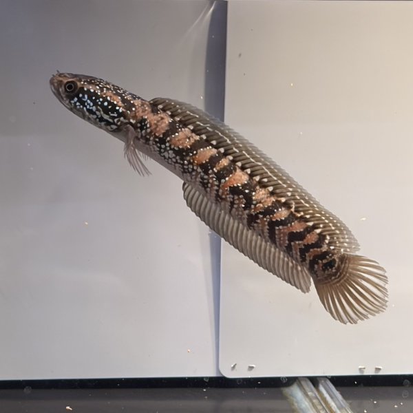 画像1: コウタイ レッドギャラクシー(15cm±) ブリード (1)