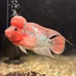 画像4: フラワーホーン ビックヘッド(12cm±) (4)