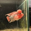 画像1: フラワーホーン ビックヘッド(12cm±) (1)