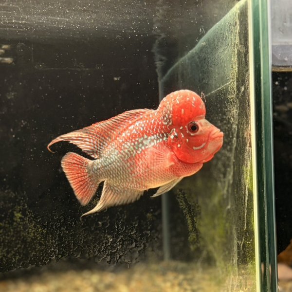 画像1: フラワーホーン ビックヘッド(12cm±) (1)