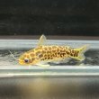 画像1: ゴールデンレオパードダクティア(4cm±) ペア WILD（ペルー） (1)