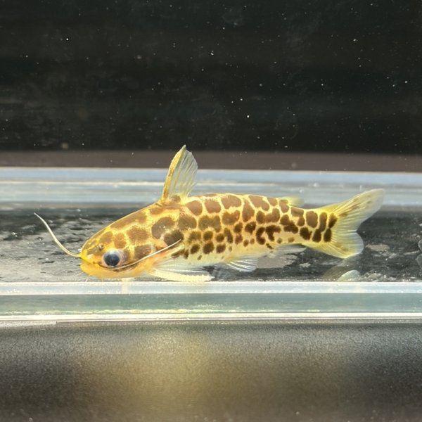 画像1: ゴールデンレオパードダクティア(4cm±) ペア WILD（ペルー） (1)