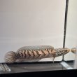 画像5: コウタイ レッドギャラクシー(15cm±) ブリード (5)