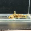 画像2: ゴールデンレオパードダクティア(4cm±) ペア WILD（ペルー） (2)