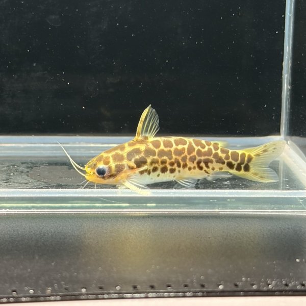 画像2: ゴールデンレオパードダクティア(4cm±) ペア WILD（ペルー） (2)