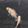 画像1: アピストグラマ パンドリニ (2cm±) (1)