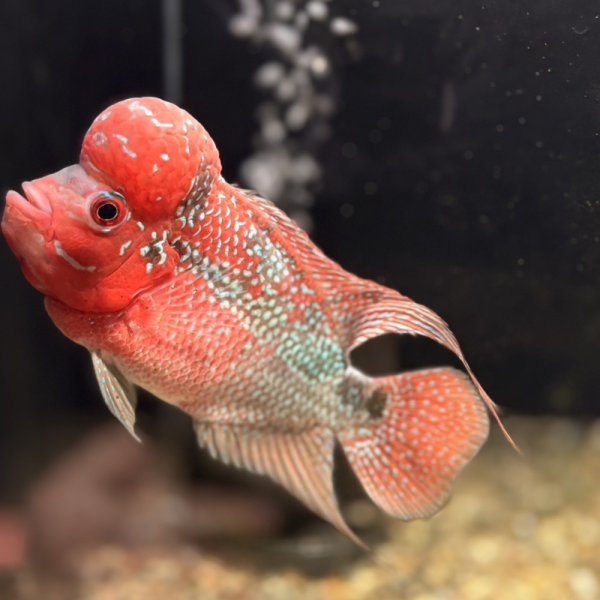 画像5: フラワーホーン ビックヘッド(12cm±) (5)