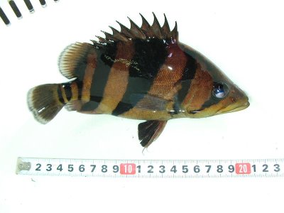 画像3: ダトニオ（２０cm±）