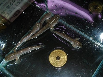 画像3: トビハゼ