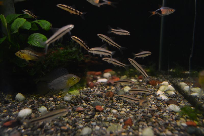 サイアミーズ フライングフォックス ３匹 スネークヘッド等の熱帯魚の通販なら魚銀座 M8堂