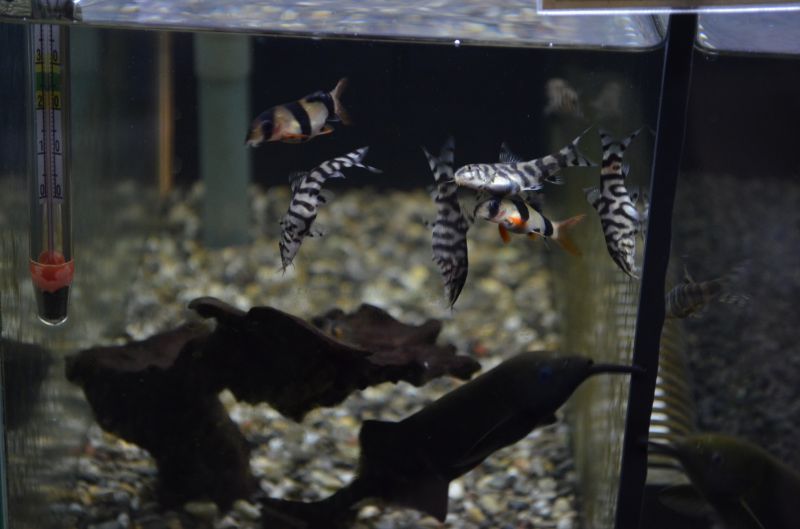 パキスタンローチ スネークヘッド等の熱帯魚の通販なら魚銀座 M8堂