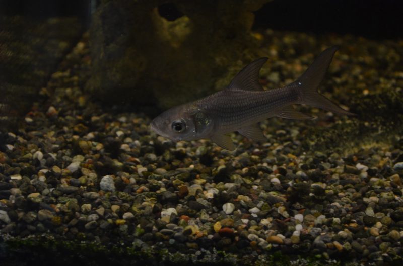 パー・カーホ スネークヘッド等の熱帯魚の通販なら魚銀座 m8堂