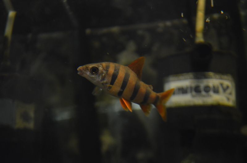 ショートノーズクラウンテトラ - 魚銀座m8堂＆リベルめだか