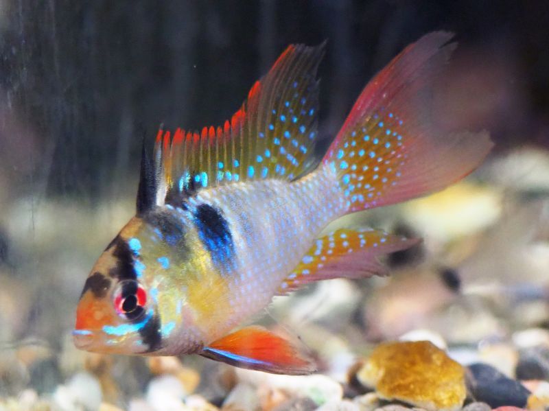 ドイツラミレジィ(ロングフィン)1ペア 魚銀座m8堂＆リベルめだか