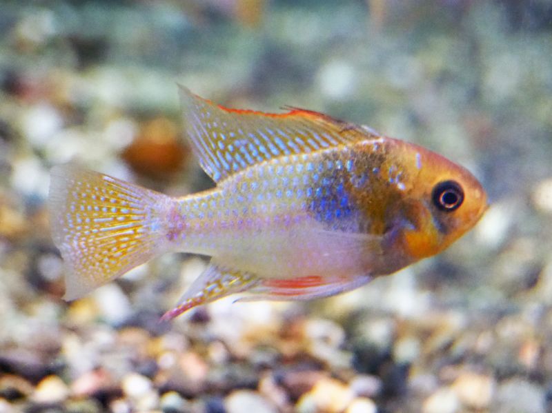 アレックスラミレジィ1ペア 上物 魚銀座m8堂&リベルめだか