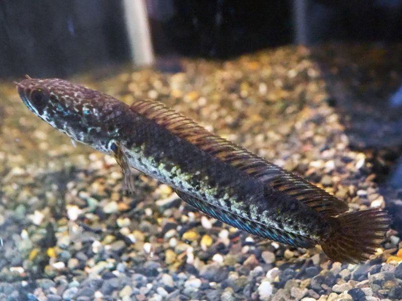 再出品！最終値下げバイオレットスネークヘッド