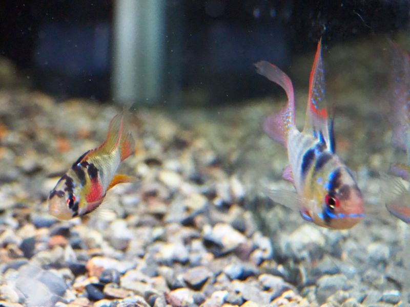 ドイツラミレジィ(ロングフィン)上物 1ペア 魚銀座m8堂&リベルめだか