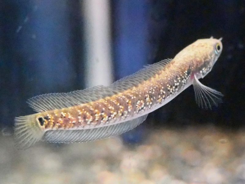 コウタイ レッドギャラクシー(5cm±) - 魚銀座m8堂＆リベルめだか 