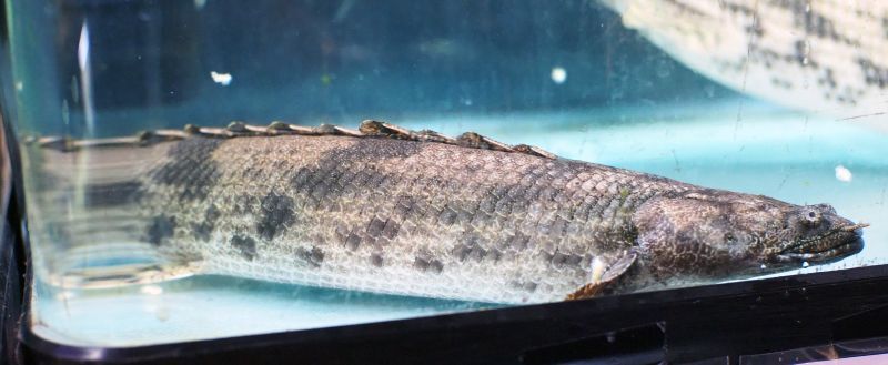 ポリプテルス エンドリケリー(40cm±) - 魚銀座m8堂＆リベルめだか