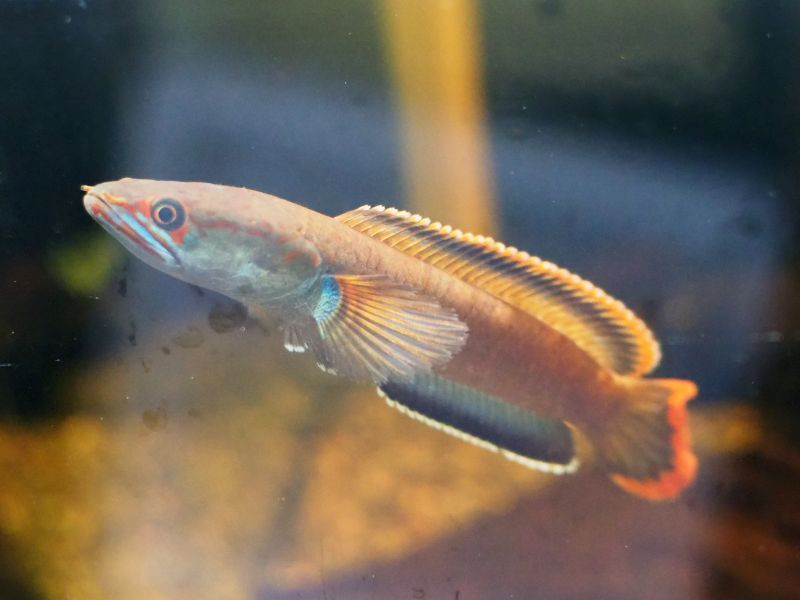 淡水魚】【通販】アイズファイヤースネークヘッド【個体販売
