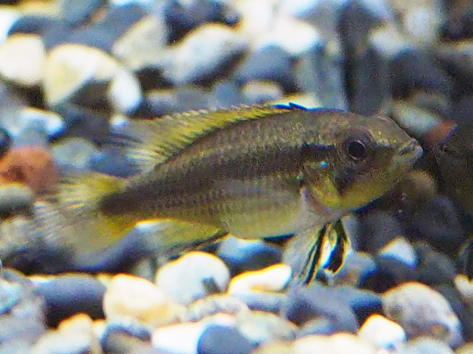アピストグラマ アガシジィ ダブルレッド 1ペア ブリード - 魚