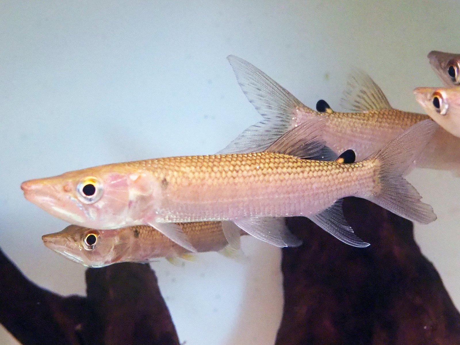 アフリカンパイクカラシン【ナイジェリア産】 20cm± | Aqua market