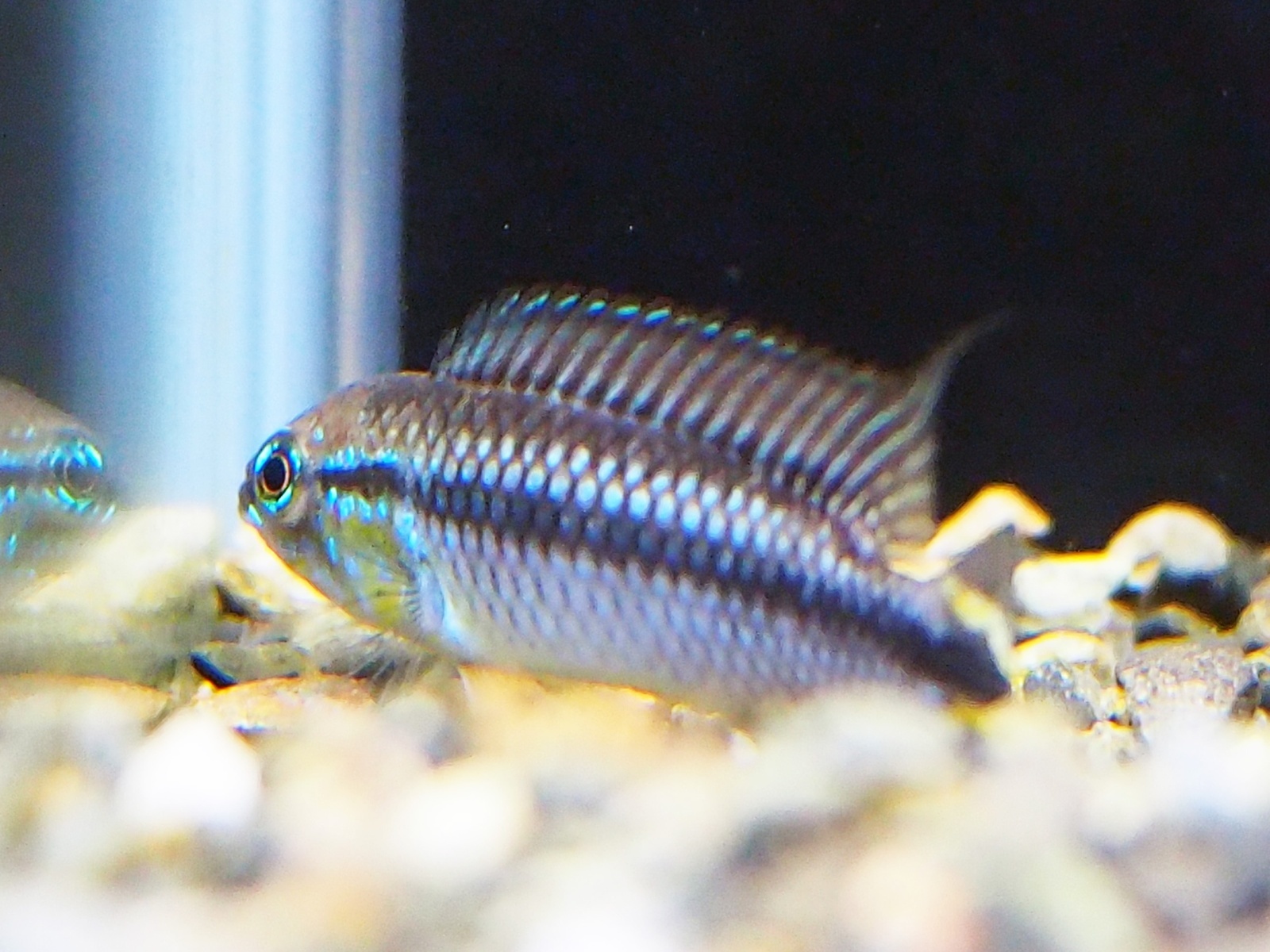 引き取り限定(親魚完全別血統)アピストグラマ アガシジィ ブルー