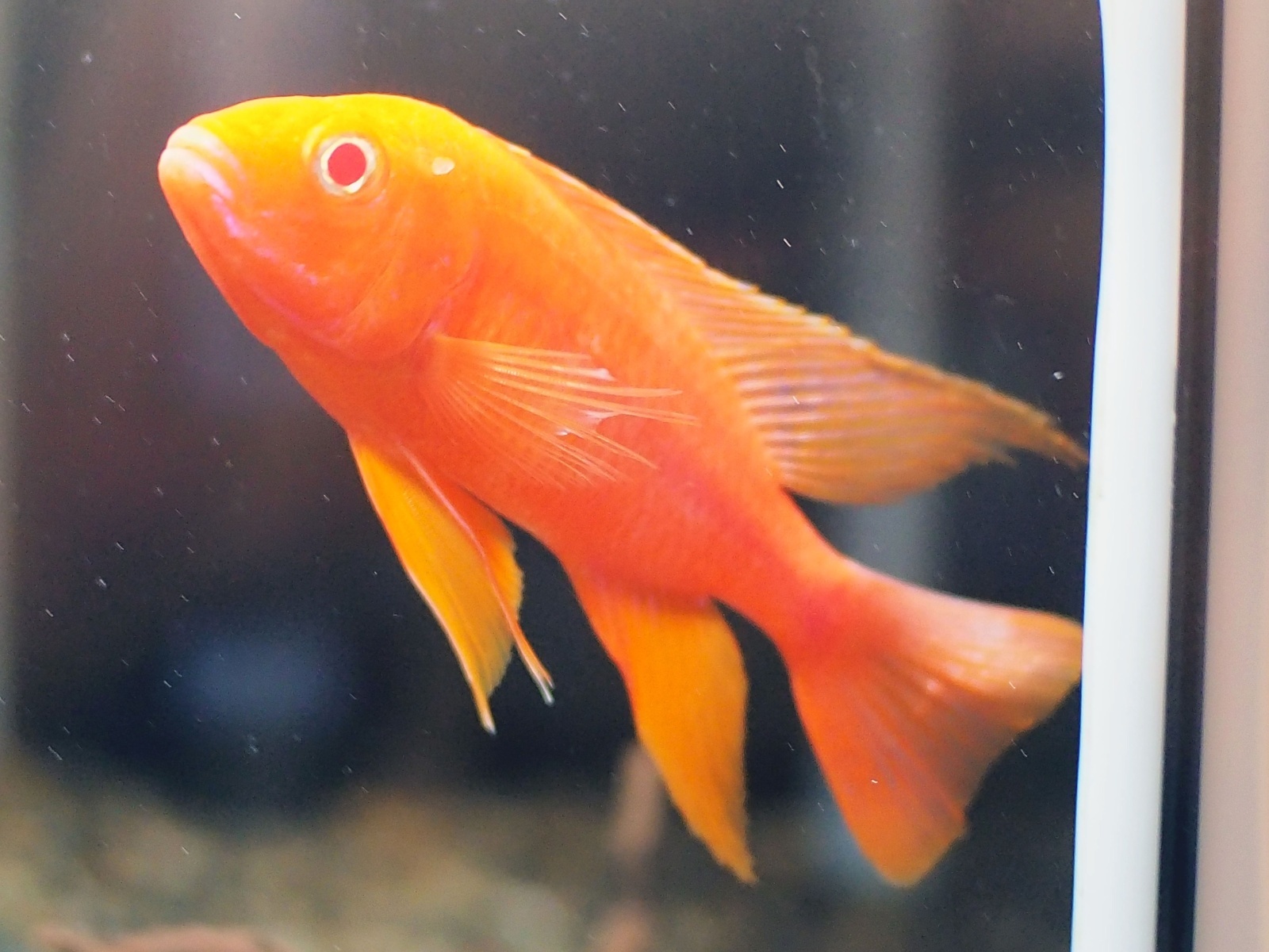 アフリカン・シクリッド 上・下 アフリカン・シクリッド 上・下 アフリカン・シクリッド 上・下