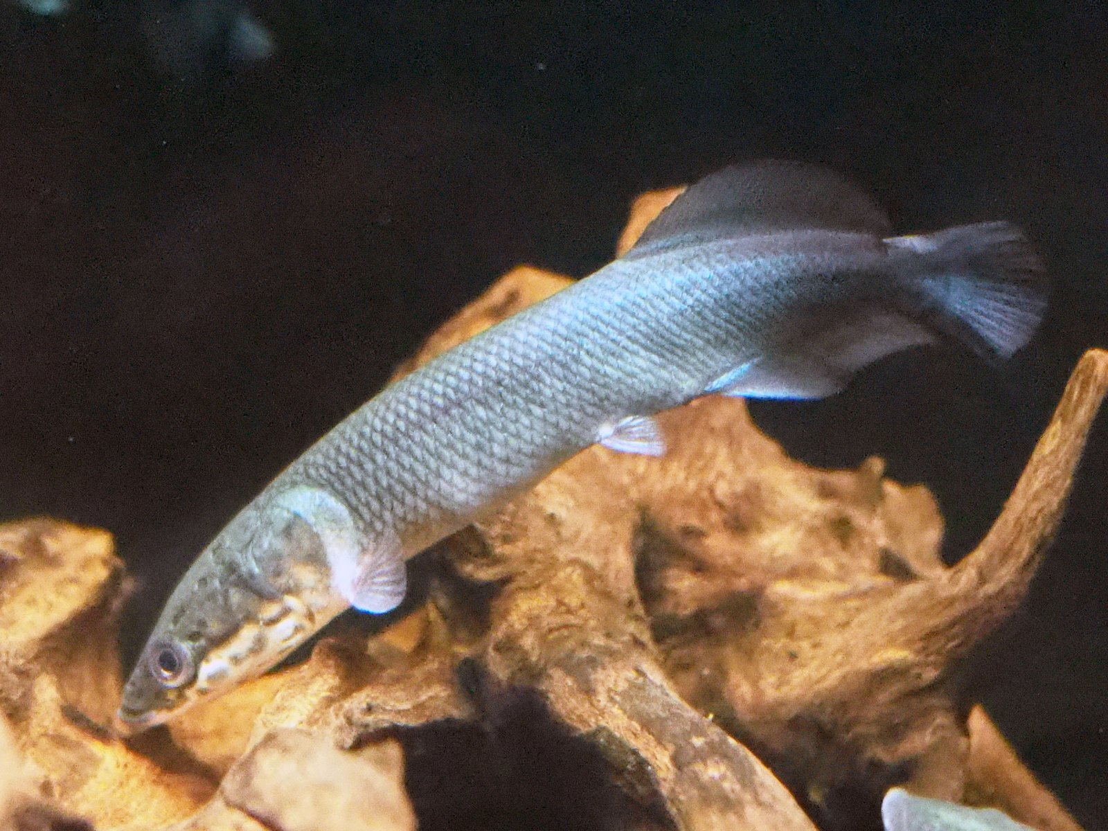 ピラルク XIANLENG 1匹 10から12CM SMサイズ F2 証明書付