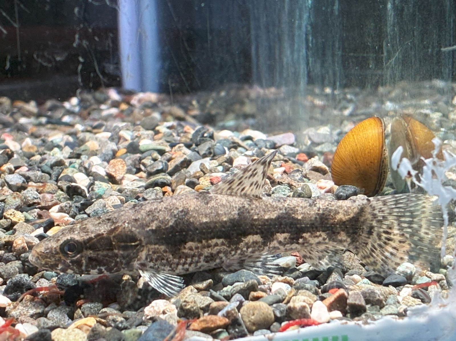 タライーラ(タイガーホーリー)