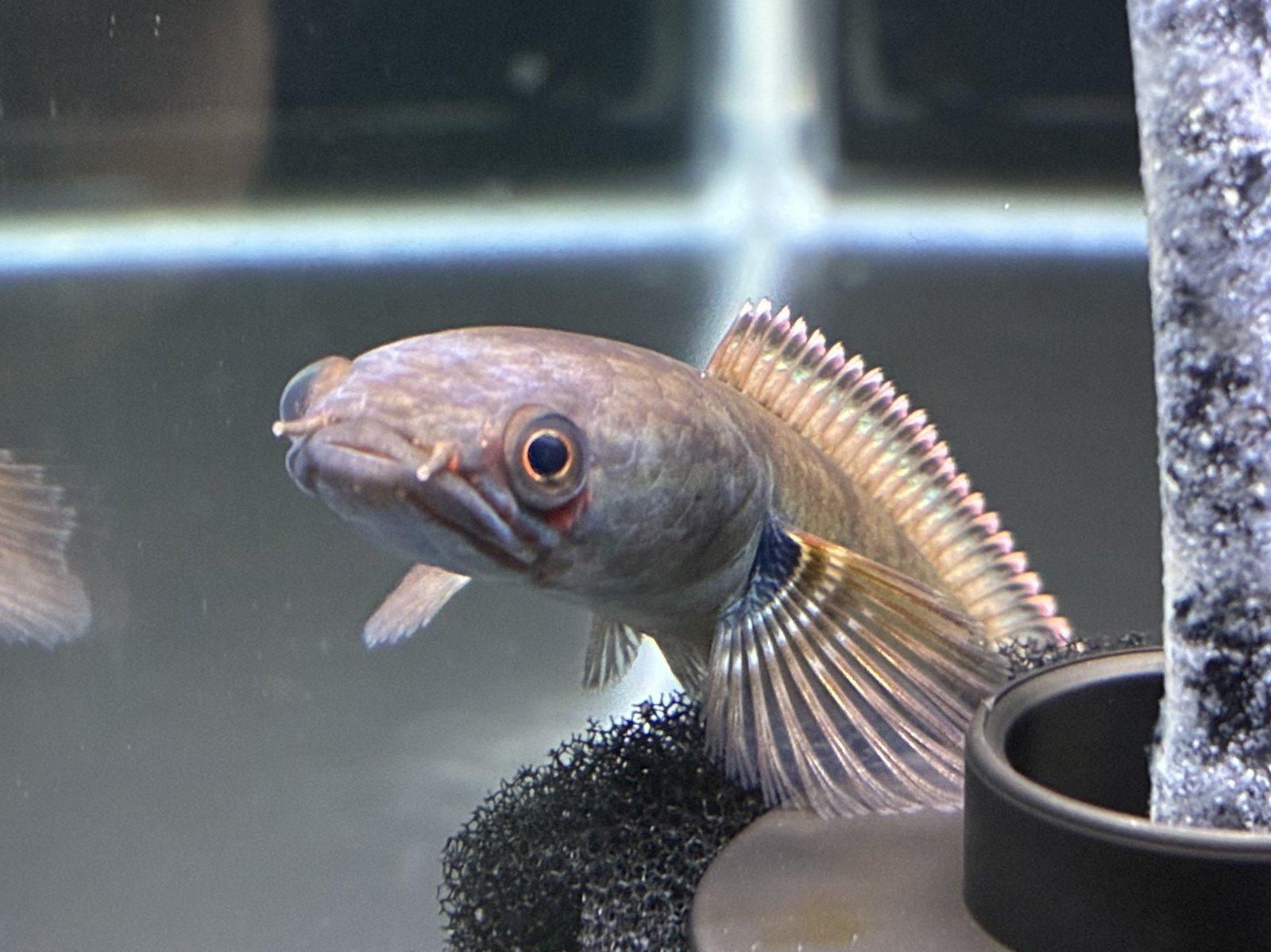 アイズファイヤー スネークヘッド(11cm±)WILD☆ - m8堂