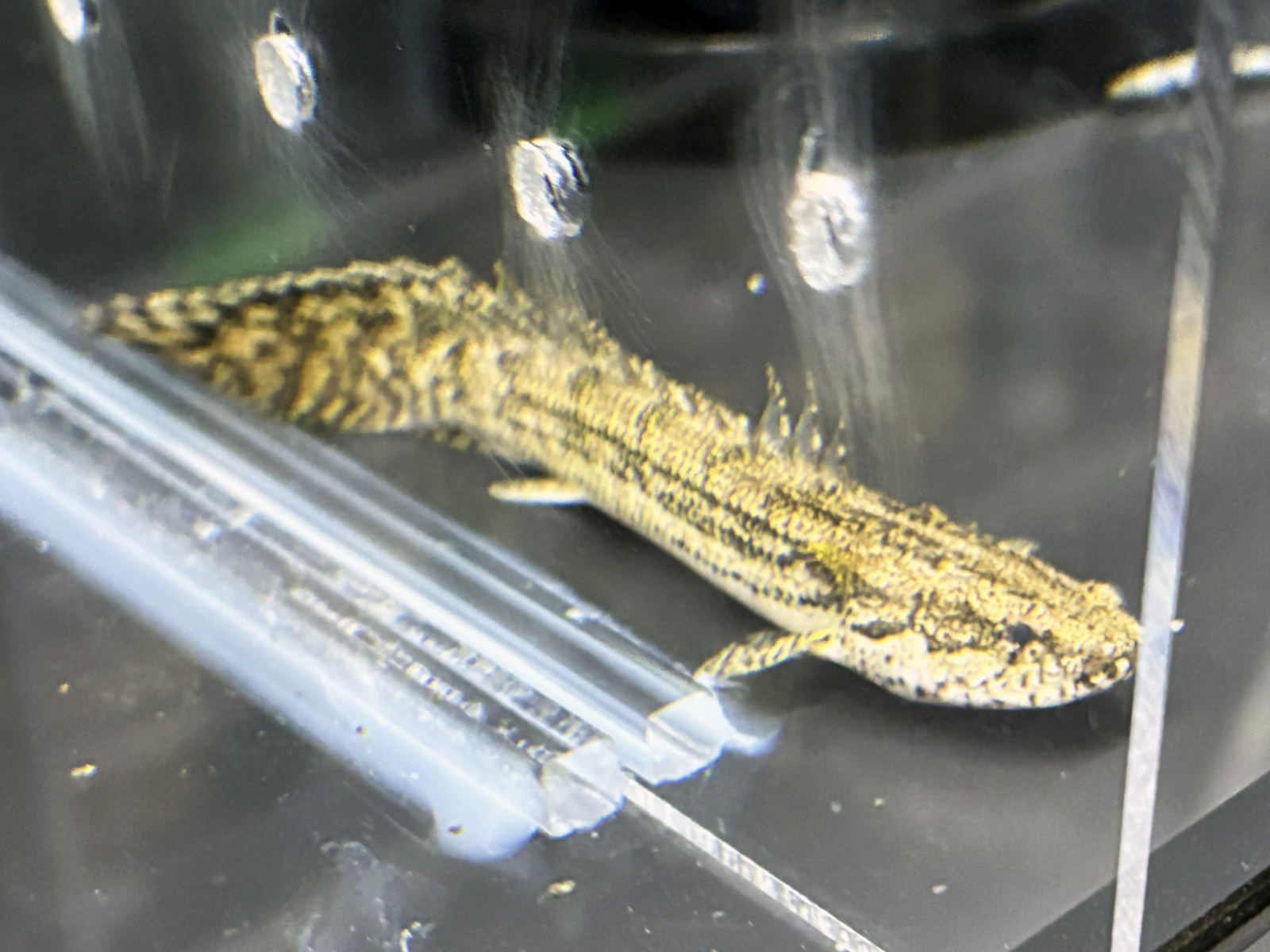 ポリプテルス ラプエン(9cm±)ブリード☆ - m8堂