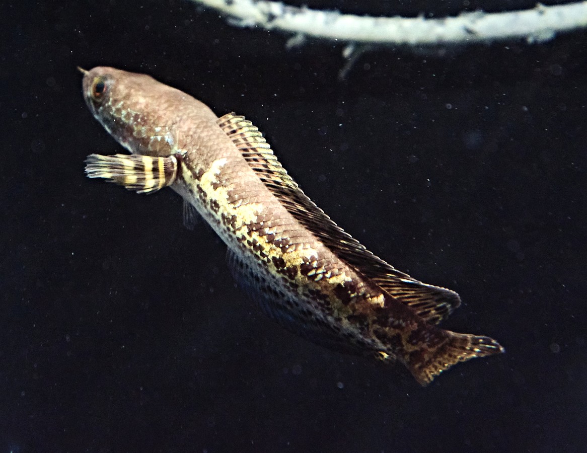 Daiwa Millionaire300スネークヘッドSNAKE HEAD Daiwa Millionaire300スネークヘッドSNAKE HEAD 最終 - メルカリ