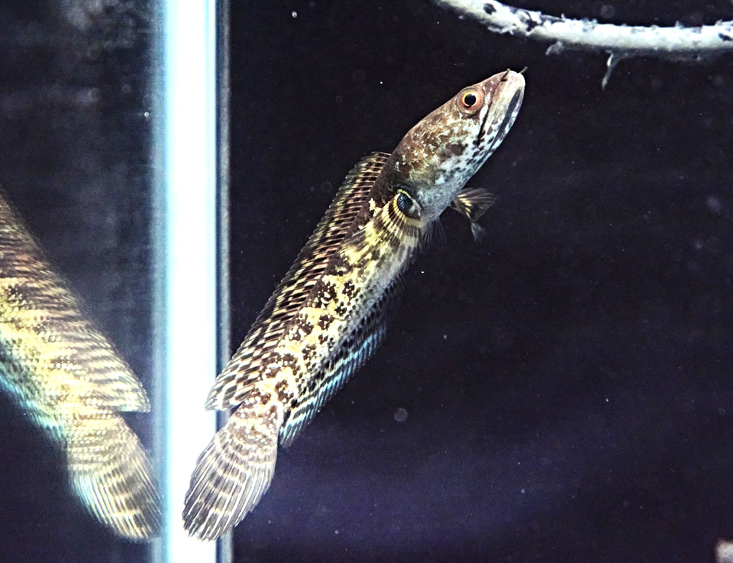 Daiwa Millionaire300スネークヘッドSNAKE HEAD Daiwa Millionaire300スネークヘッドSNAKE HEAD 最終 - メルカリ