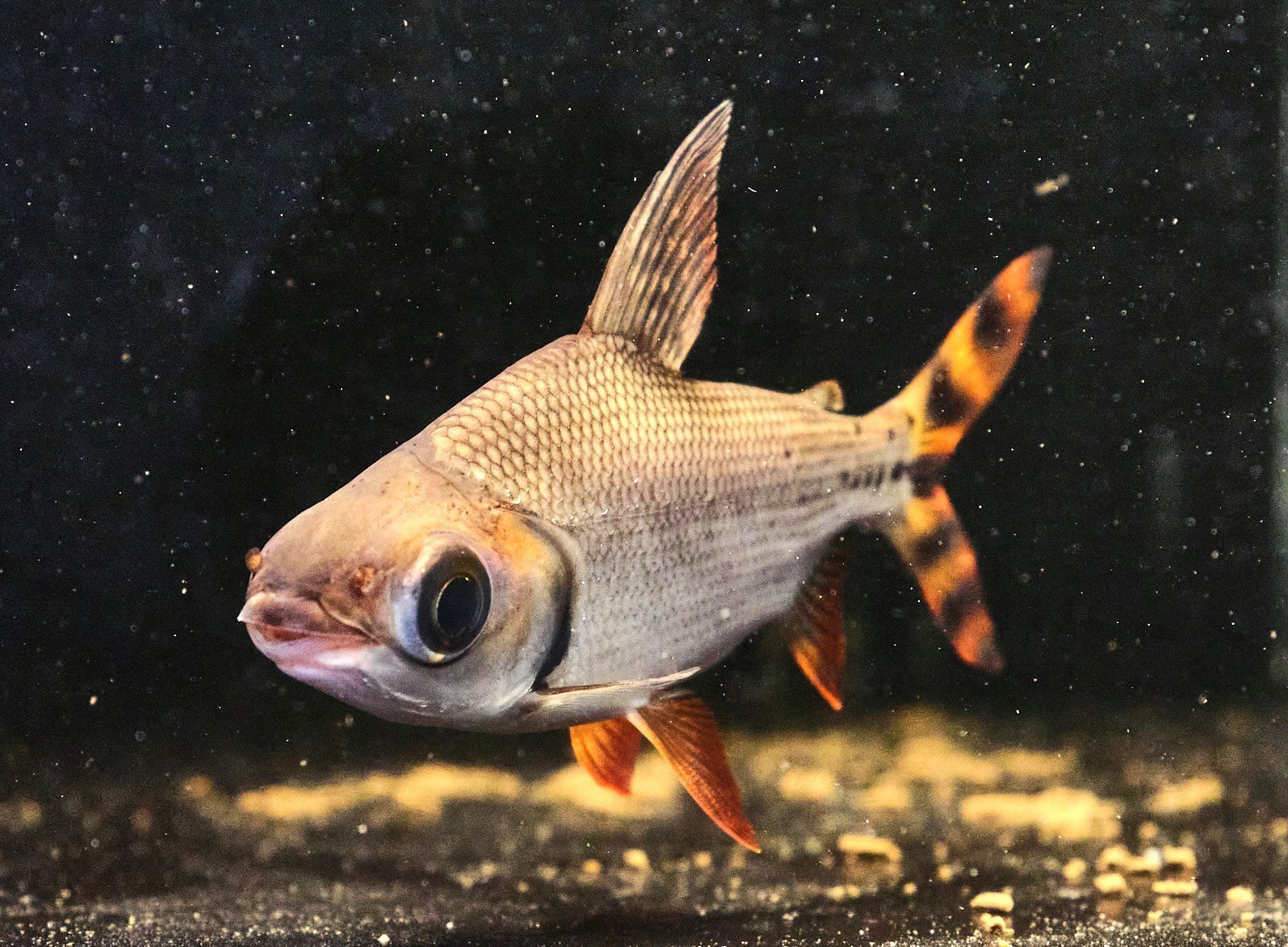 カラープロキロダス(14cm±)WILD☆ - m8堂