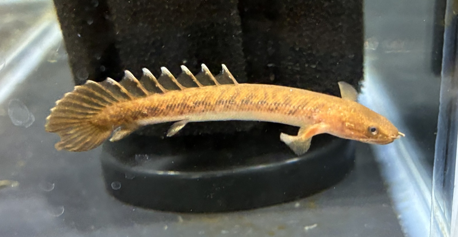 ポリプテルス トゥジェルシー(7cm±)ブリード☆ - m8堂