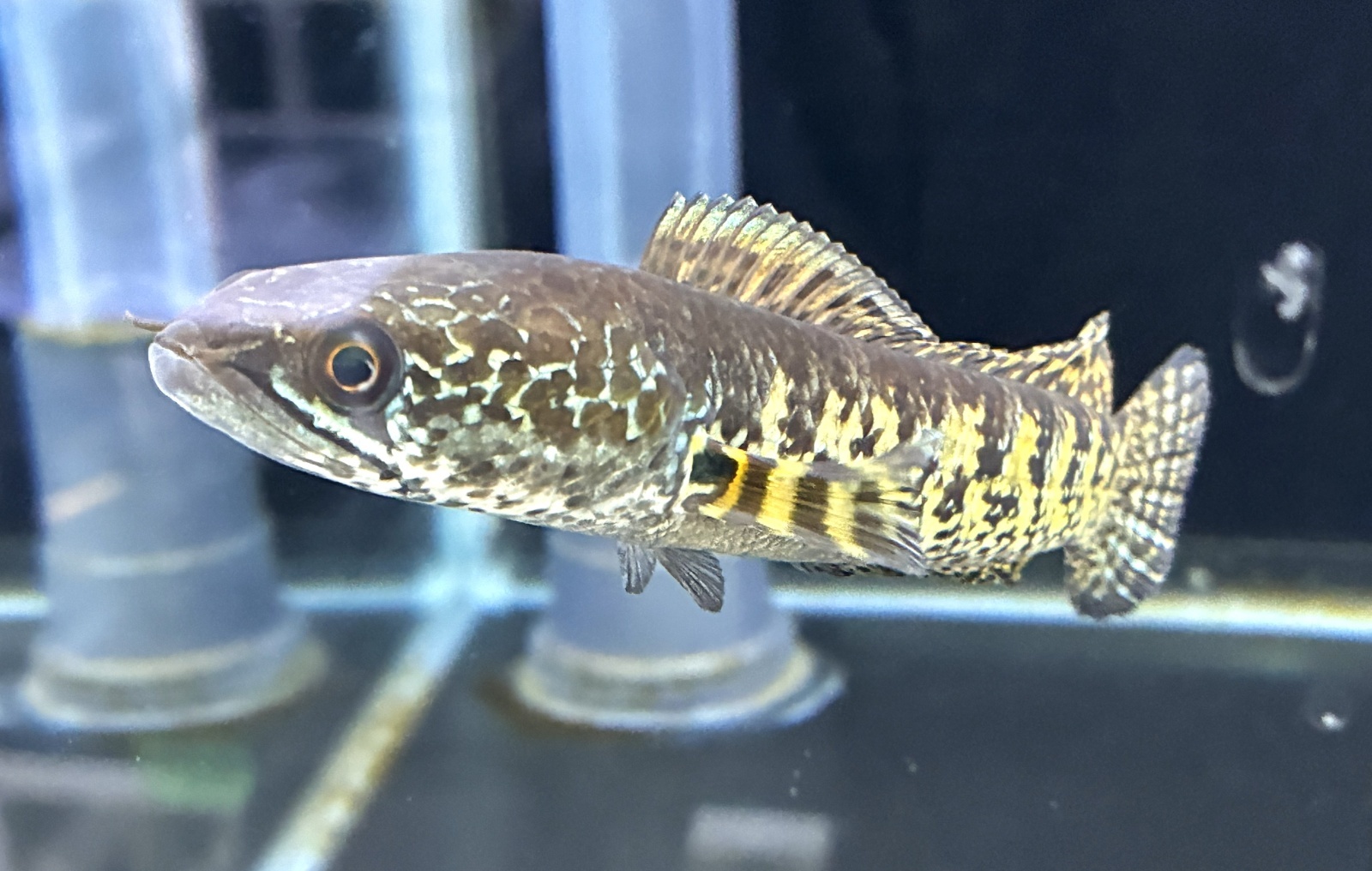 バイオレットスネークヘッド(15cm±)上物WILD - m8堂