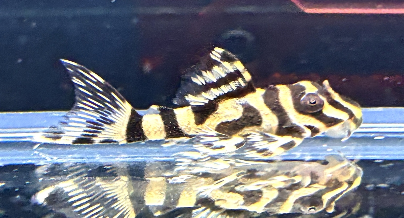 キングロイヤルペコルティア(5cm±)国産ブリード☆ - m8堂