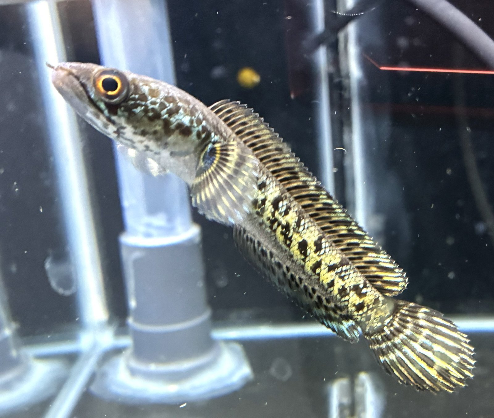 極上スネークウッド　❷ ⚠️別売り用⚠️ スネイクウッド - 印鑑・ハンコの専門店 平安堂