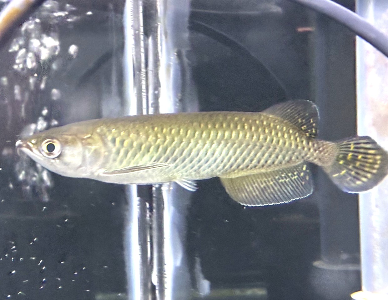 ノーザンバラムンディ(12cm±)WILD - m8堂