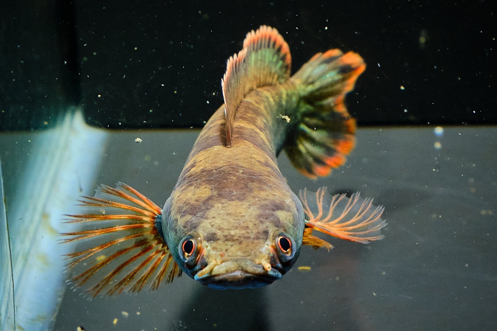 熱帯魚  スネークヘッド ABYのスネークヘッド図鑑※随時更新していきます！ - ABYの熱帯魚図鑑