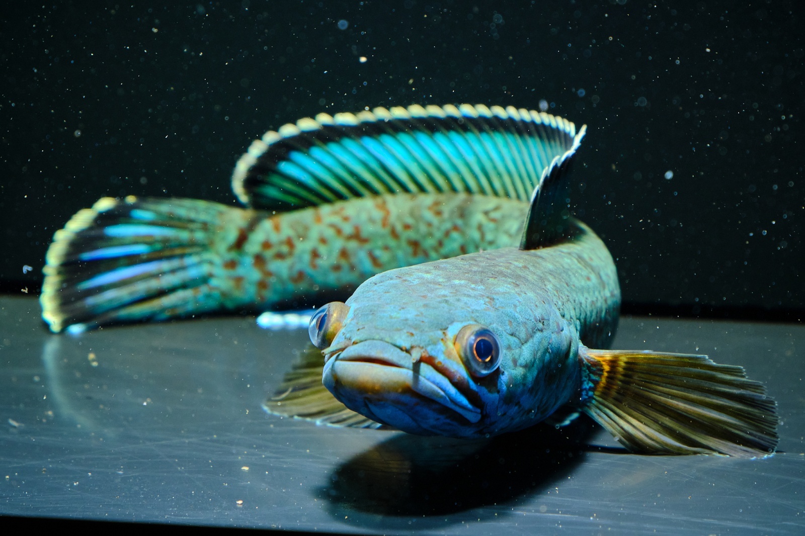 チャンナ・アリストネイ×１（約12cm）ワイルド個体（インド） チャンナ アリストネイ インド 15cm | アクアショップ魚力