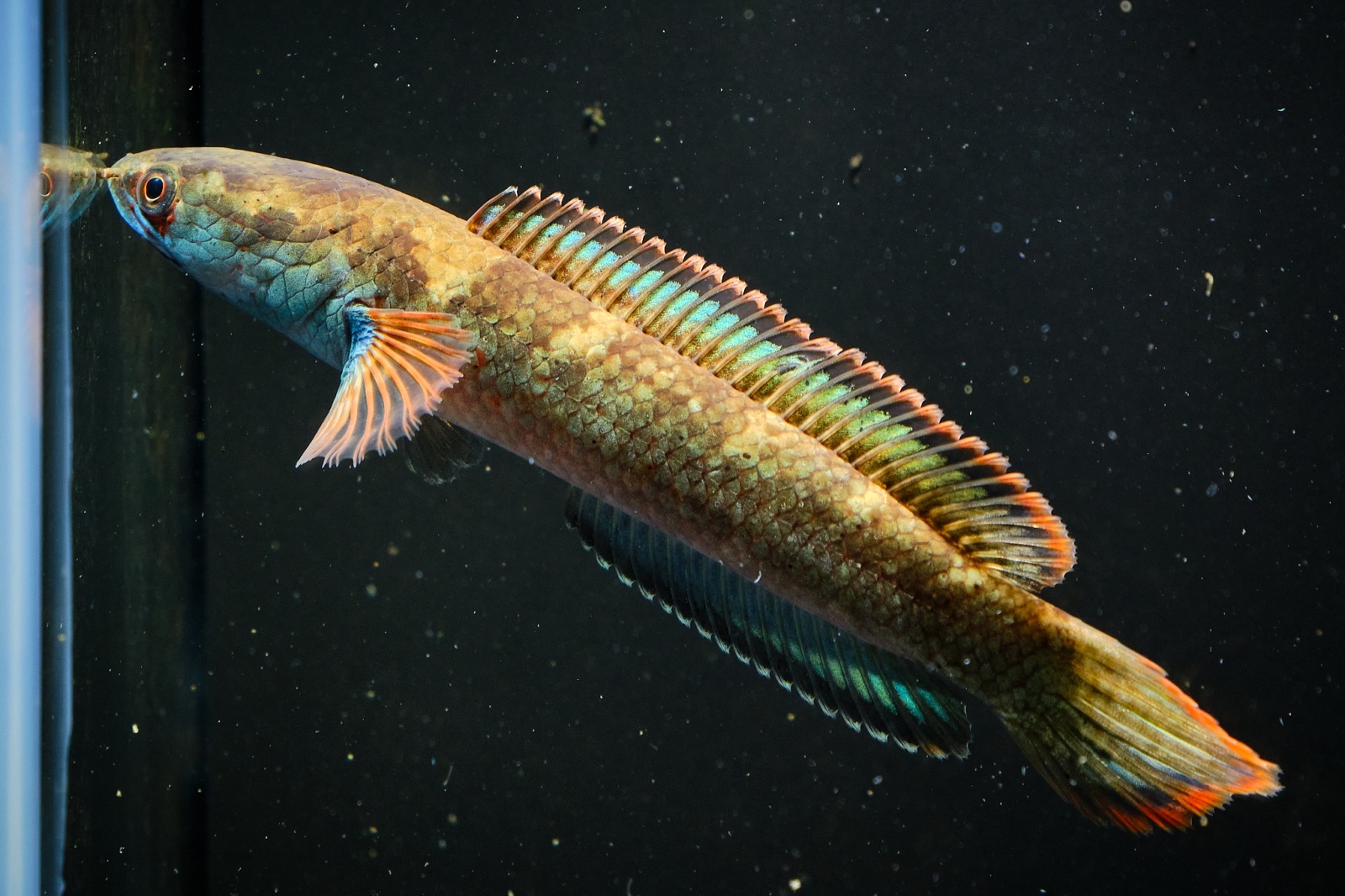 熱帯魚  スネークヘッド 初心者向き！60cm水槽で飼育できる小型スネークヘッド飼育法まとめ