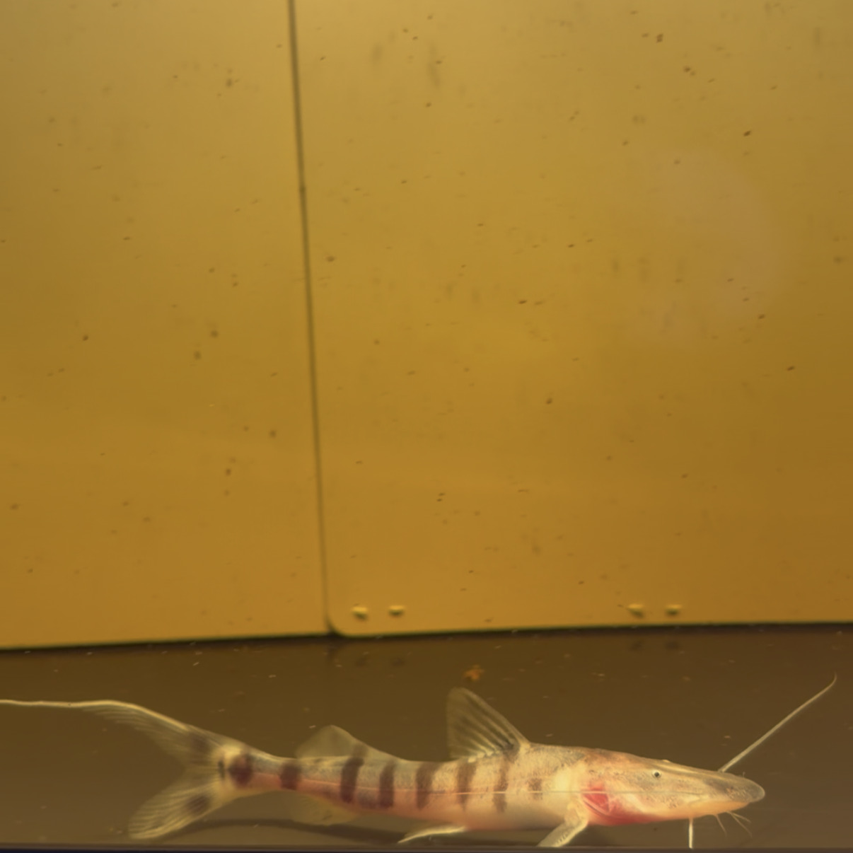ゼブラキャット約20cm P2275016.jpg
