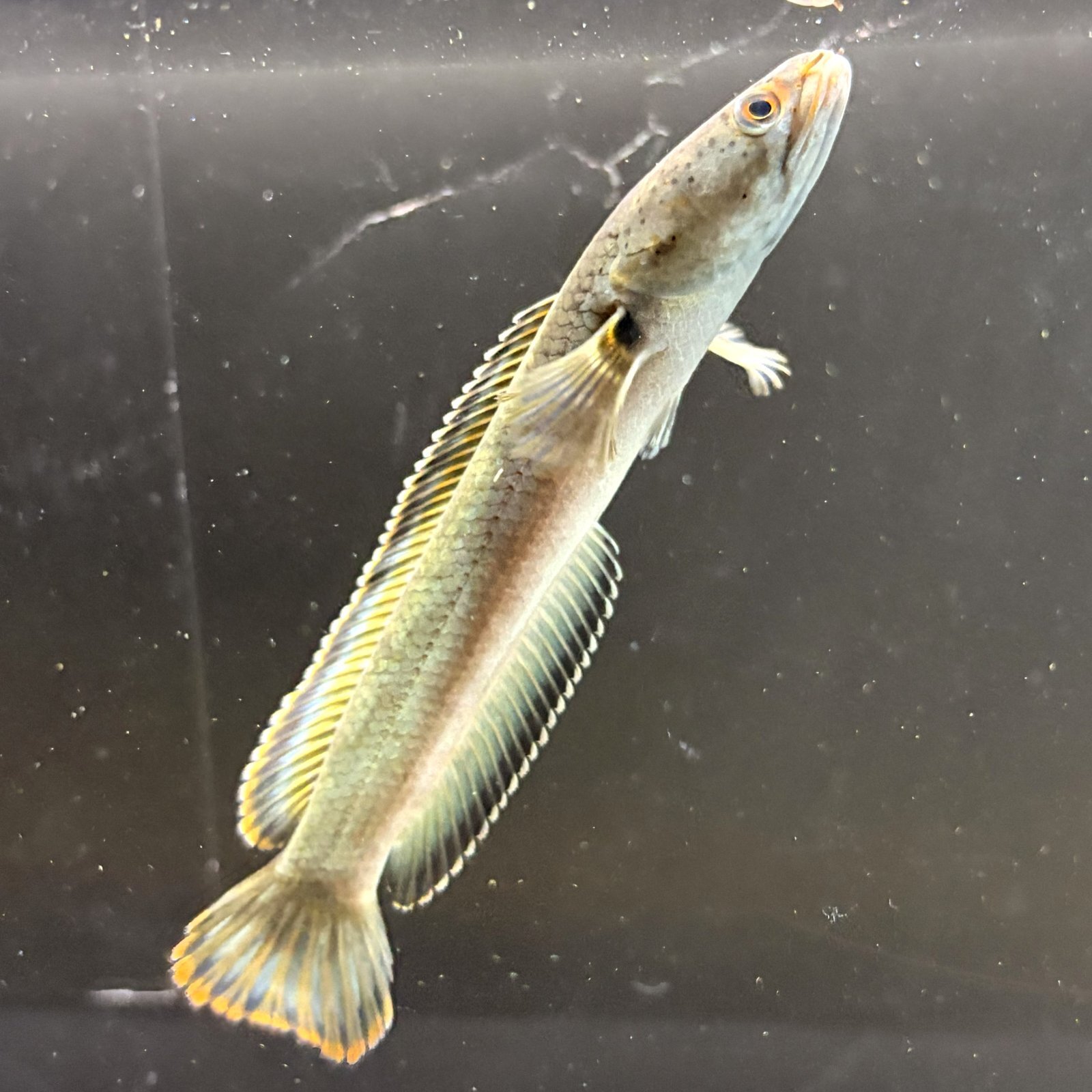 バーミーズレッドフィン スネークヘッド(10cm±)WILD - m8堂