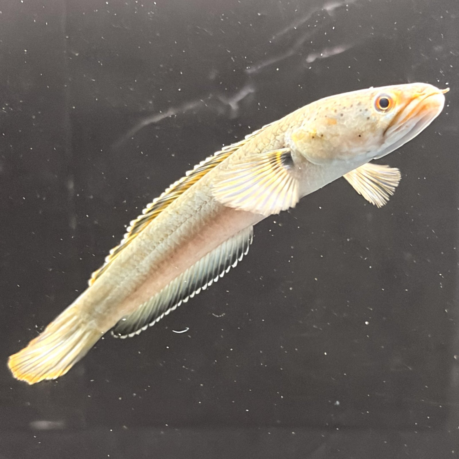 バーミーズレッドフィン スネークヘッド(10cm±)WILD - m8堂