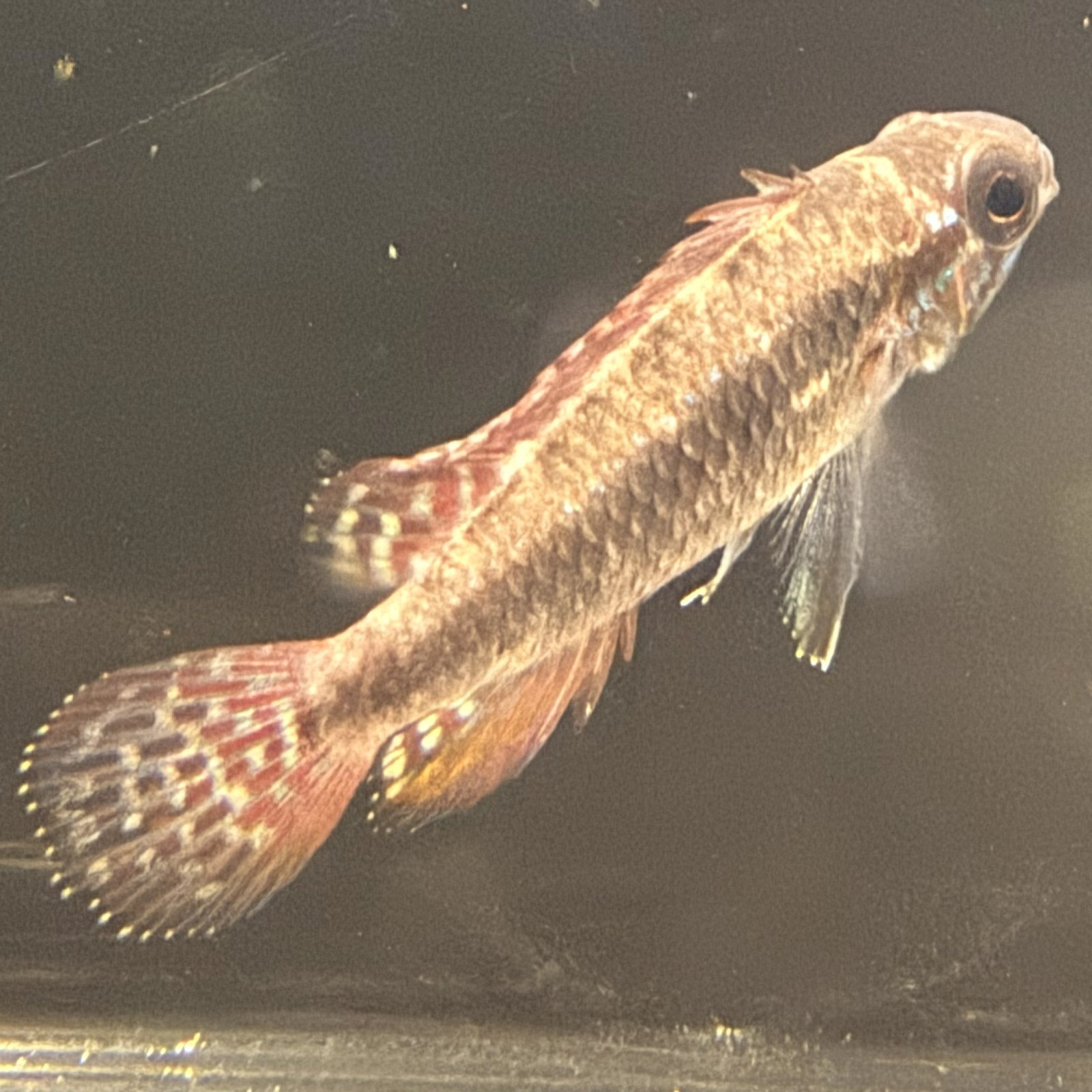 アピストグラマ エリザベサエ オス 淡水魚】【通販】頬赤 オス個体 アピストグラマ エリザベサエ イサナ産