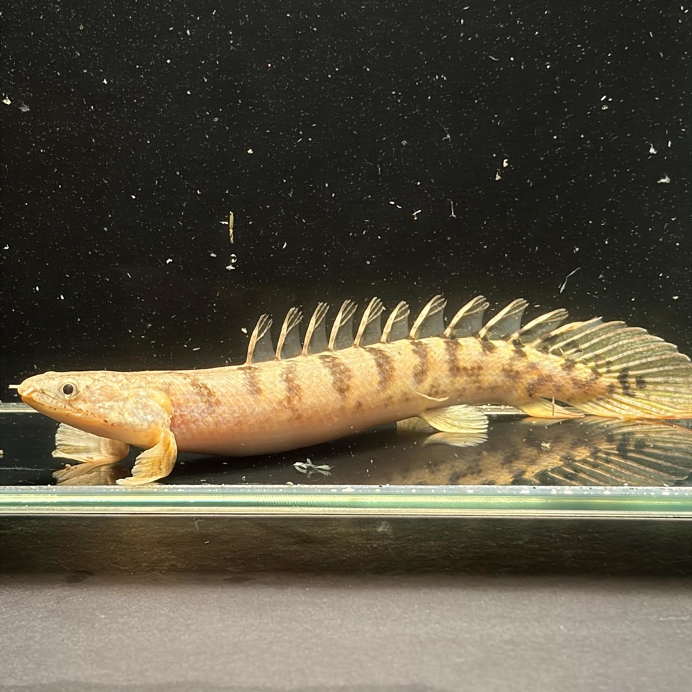 ポリプテルス ポリプテルス デルヘッジィ 美バンド(17cm±)ブリード - m8堂