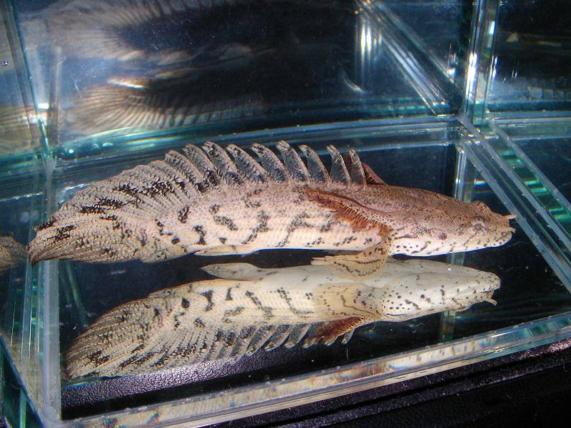 エンドリーケリーセミショート エンドリケリーセミショート個体